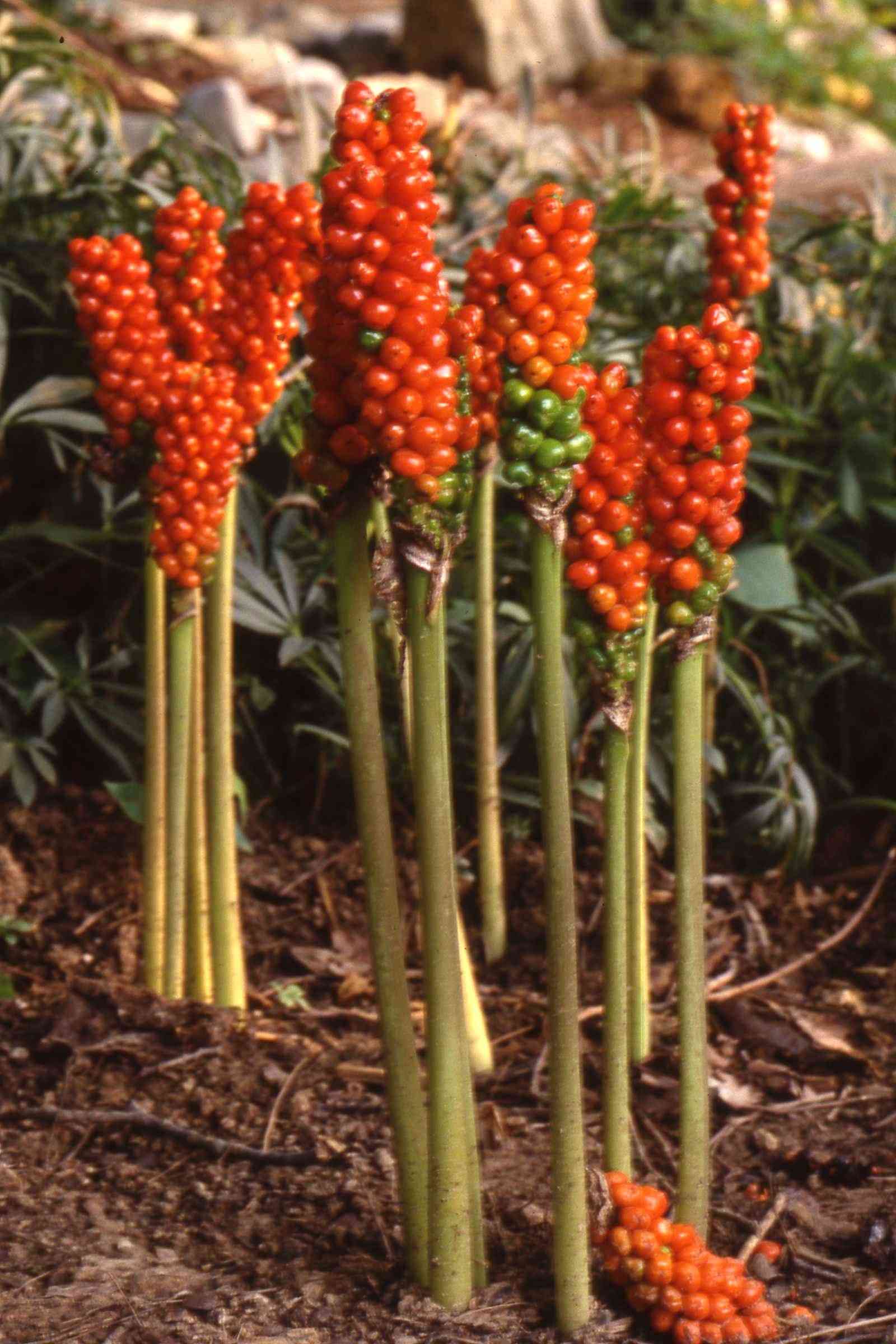 Italian arum