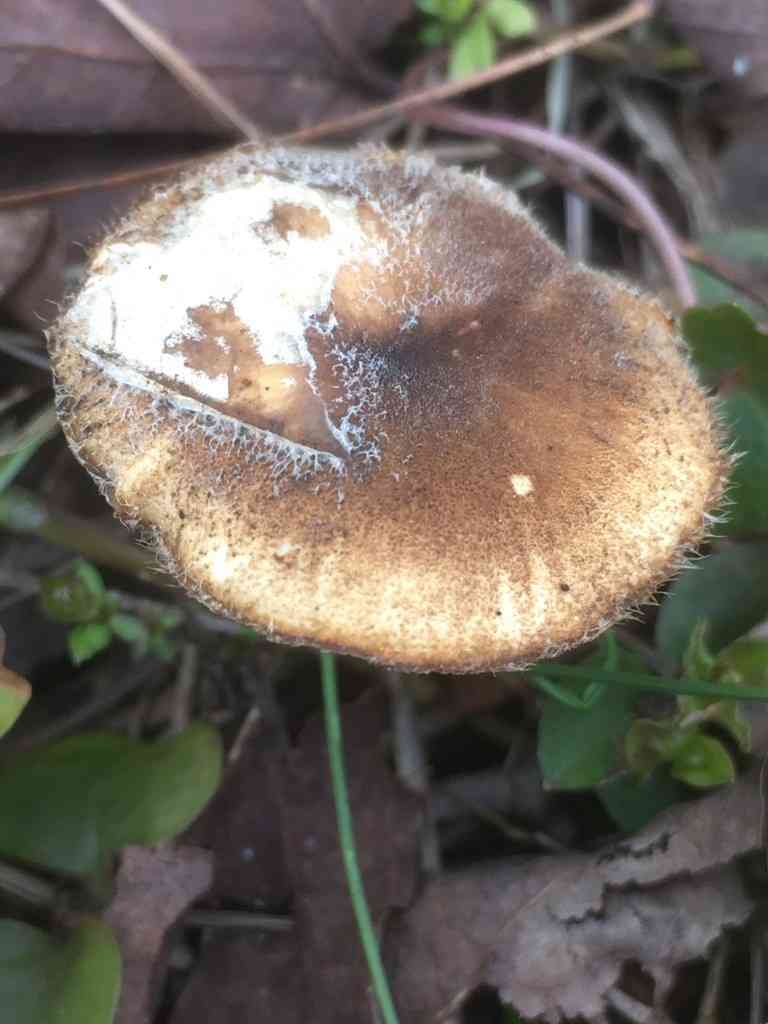 Spring polypore (Lentinus arcularius) thumbnail 2