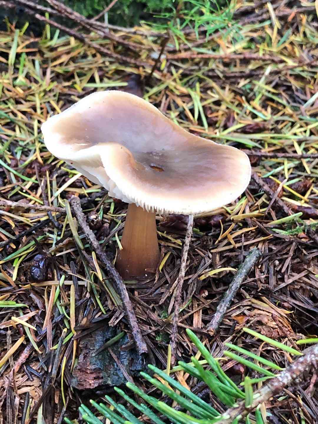 Buttery collybia