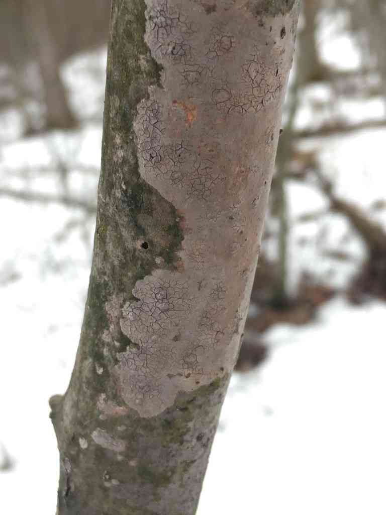 Peniophora cinerea (Peniophora cinerea) thumbnail 1