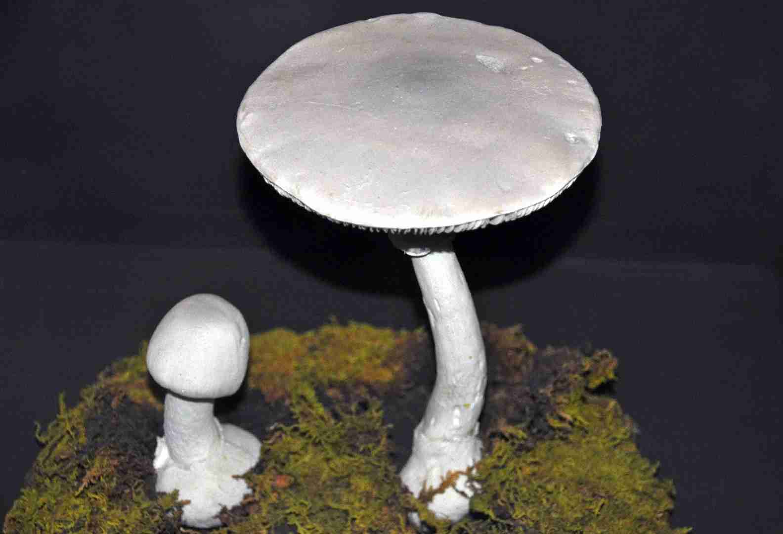 Fool's mushroom