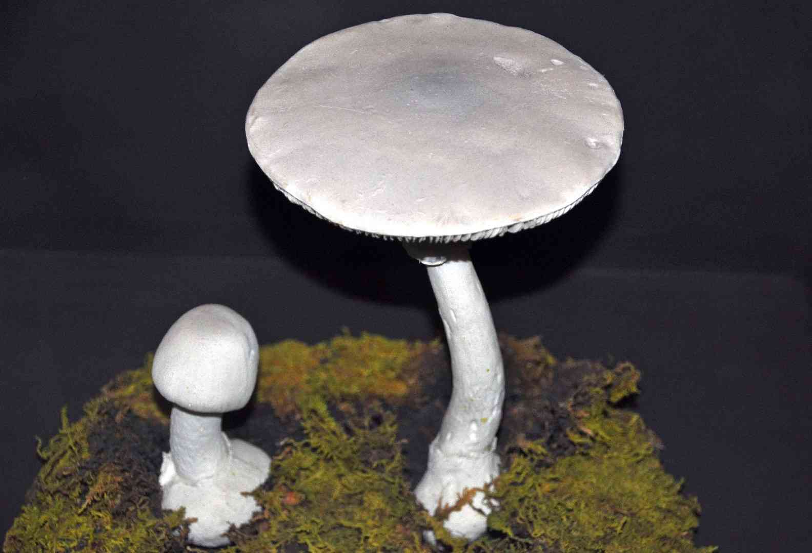 Fool's mushroom