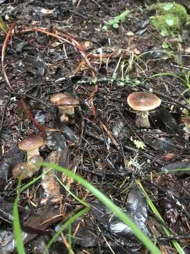 Honey mushroom (Armillaria sinapina) thumbnail 2