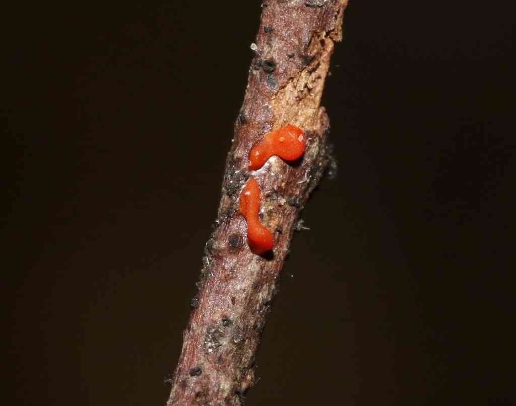 Common jelly spot (Dacrymyces stillatus) thumbnail 2