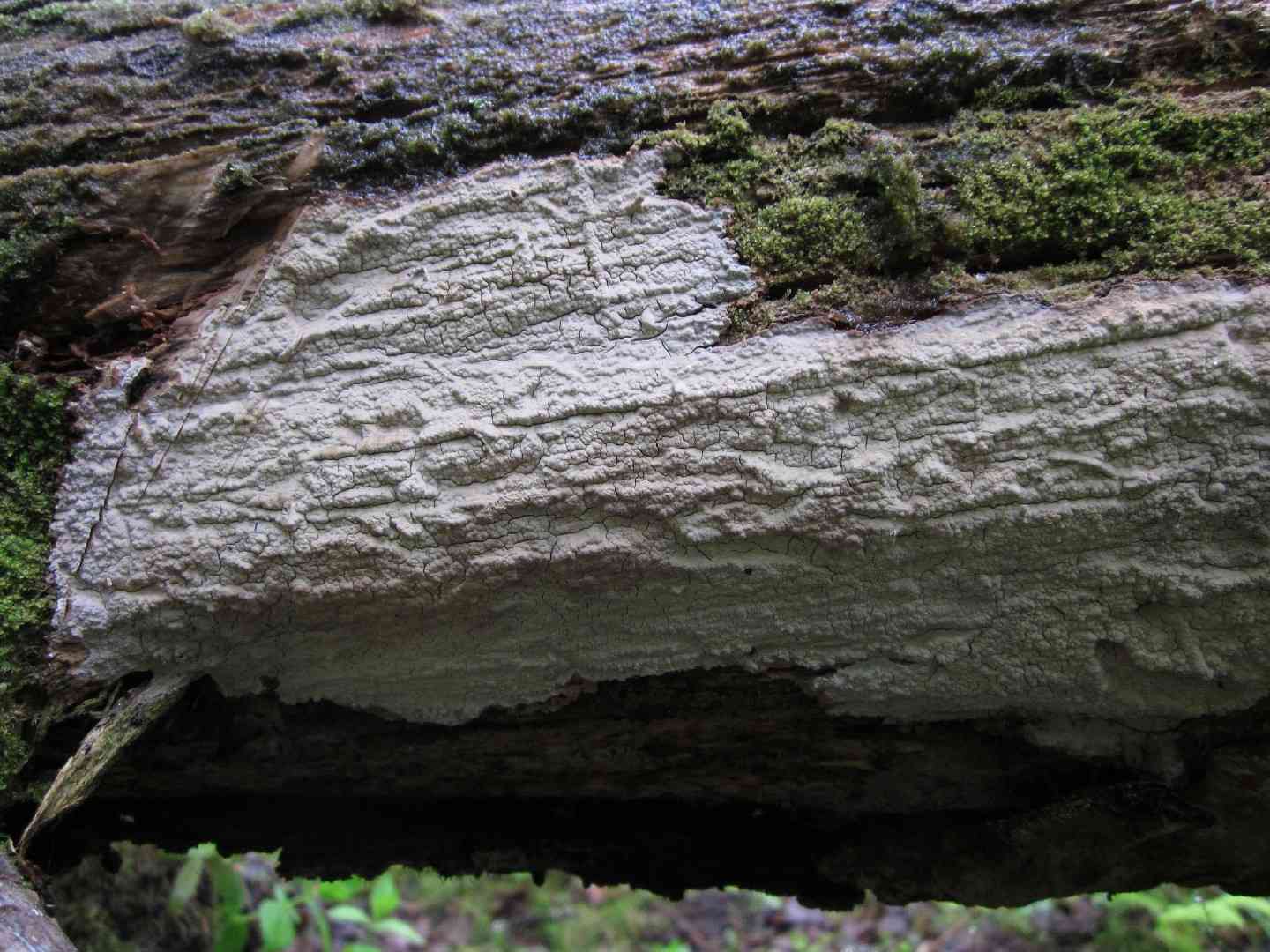 Cystostereum murrayi (Cystostereum murrayi) thumbnail 2