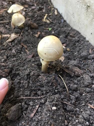 Spring fieldcap thumbnail 3