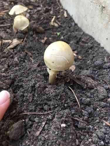 Spring fieldcap (Agrocybe praecox) thumbnail 3