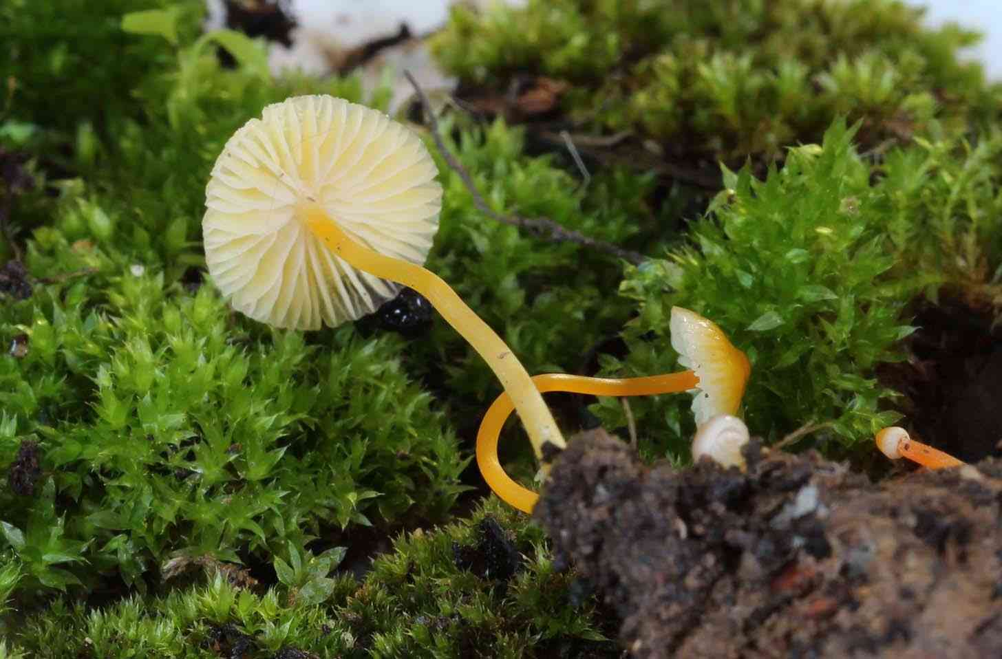 Walnut mycena (Mycena crocea) thumbnail 2