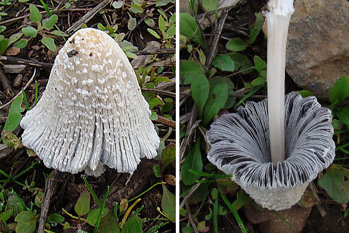 Firerug inkcap thumbnail 3