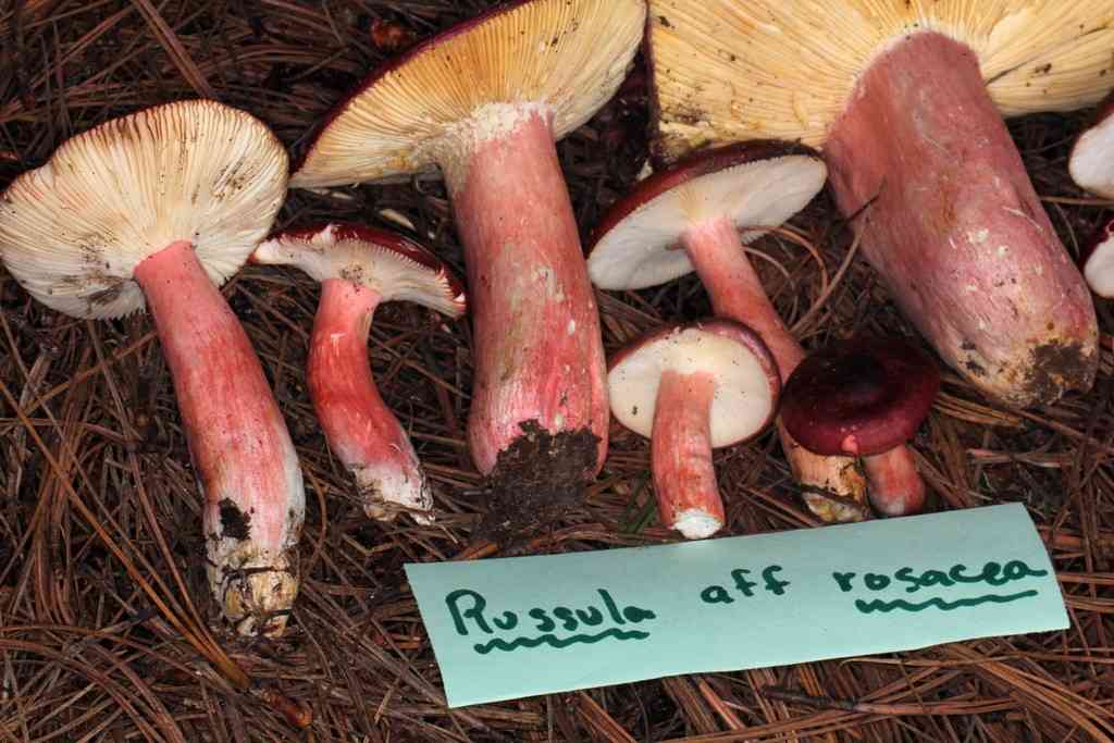 Rosy russula (Russula rosea) thumbnail 2