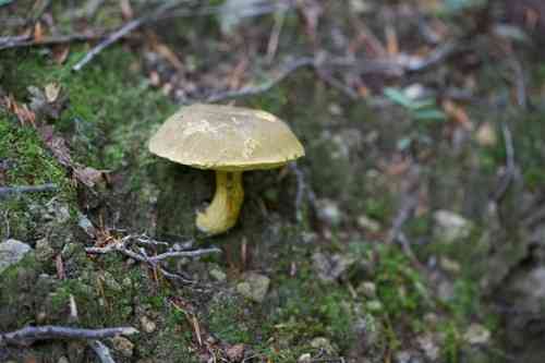 Ornate-stalked bolete (Retiboletus ornatipes) thumbnail 3