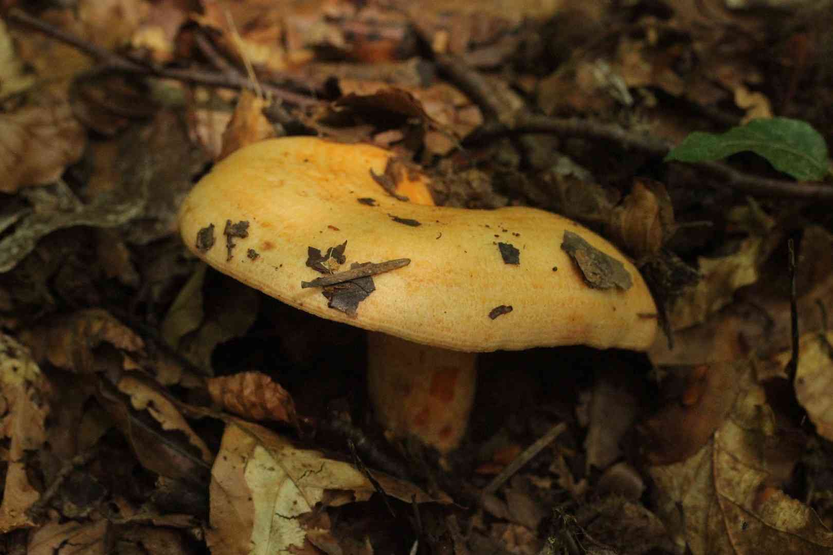 Salmon milkcap (Lactarius salmonicolor) thumbnail 3