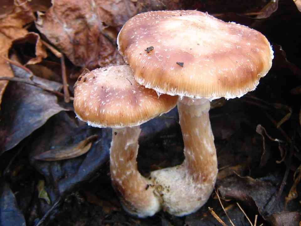 Bulbous honey fungus (Armillaria gallica) thumbnail 2