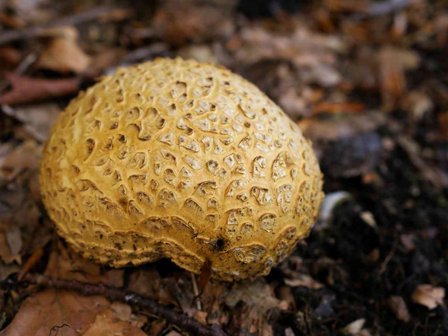 Common earthball