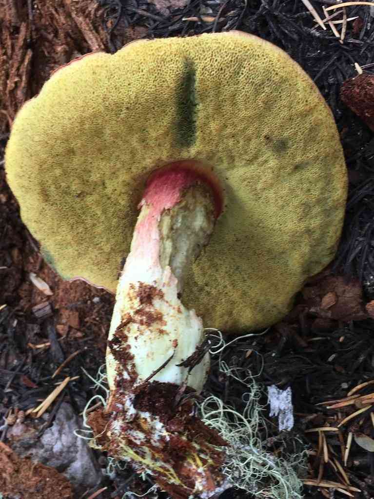 Smith's bolete (Boletus smithii) thumbnail 3