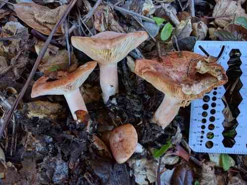 Yellow-staining milkcap (Lactarius xanthogalactus) thumbnail 2