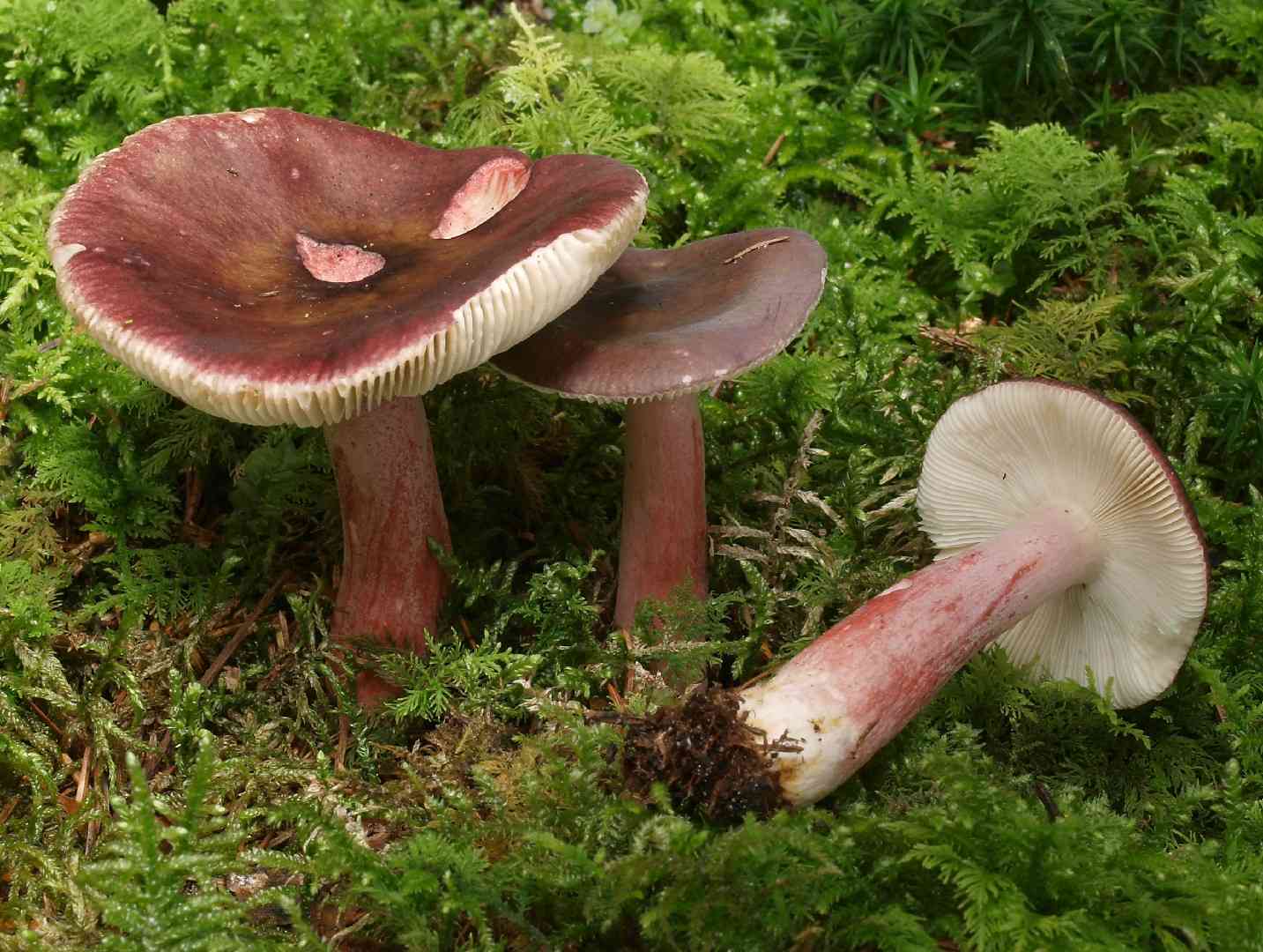 Gooseberry russula (Russula queletii) thumbnail 2