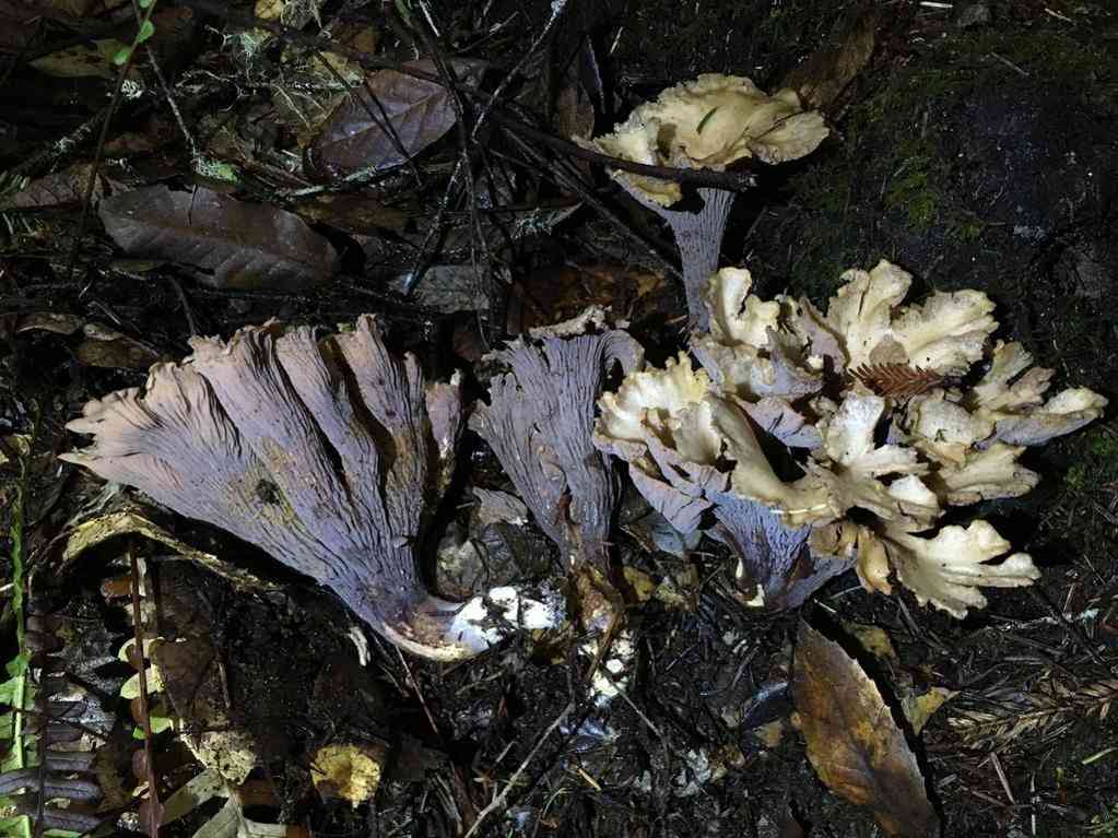 Pig's ears (Gomphus clavatus) thumbnail 3