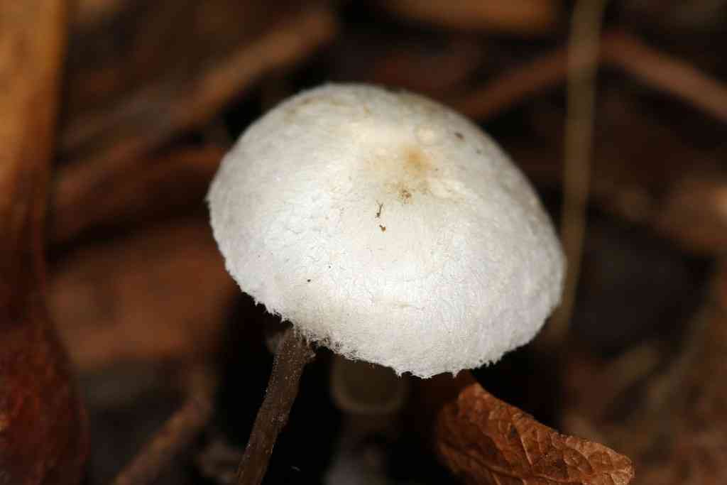 Leucoagaricus sericifer (Leucoagaricus sericifer) thumbnail 1
