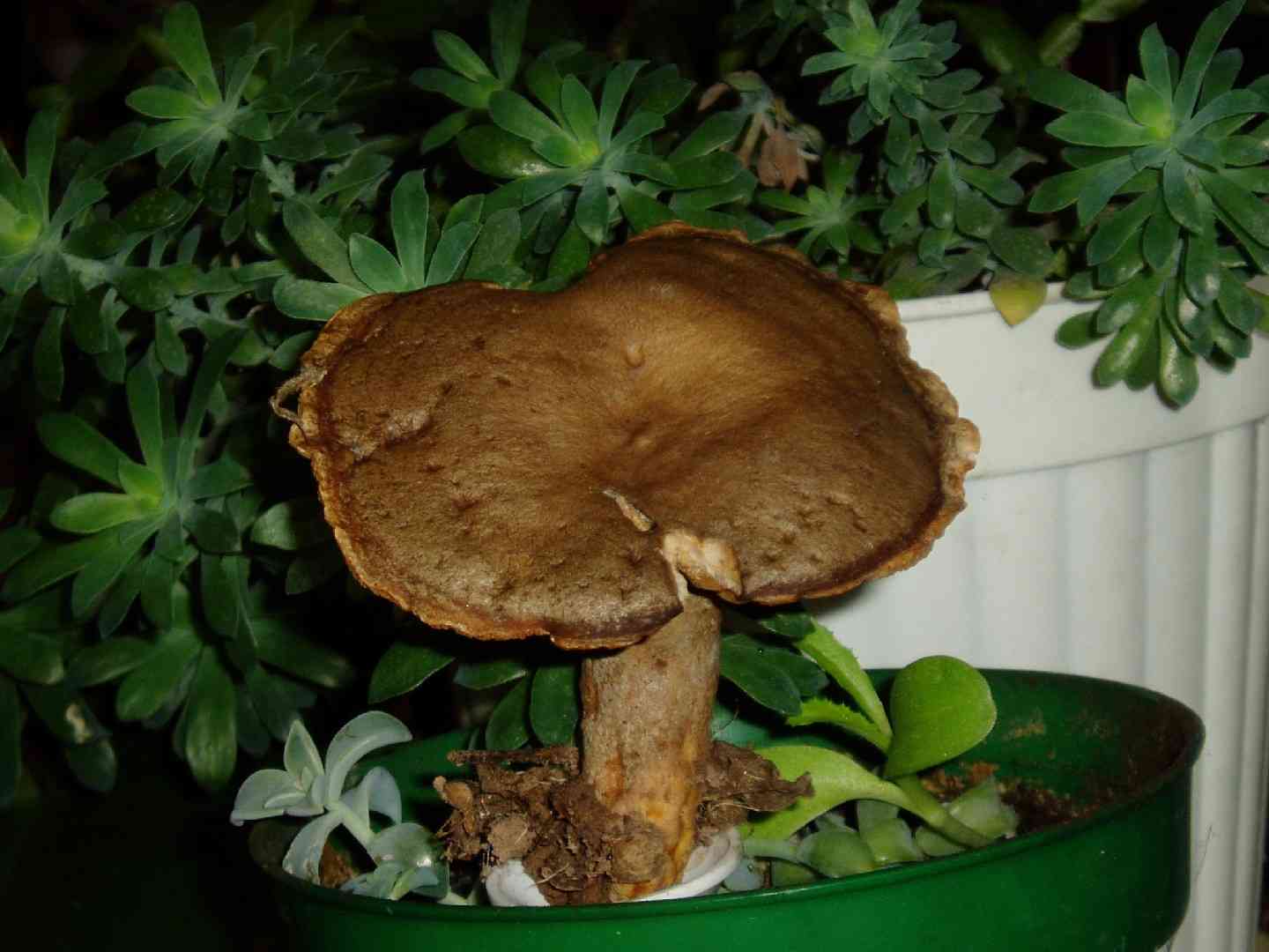 Fiery milkcap (Lactarius pyrogalus) thumbnail 3