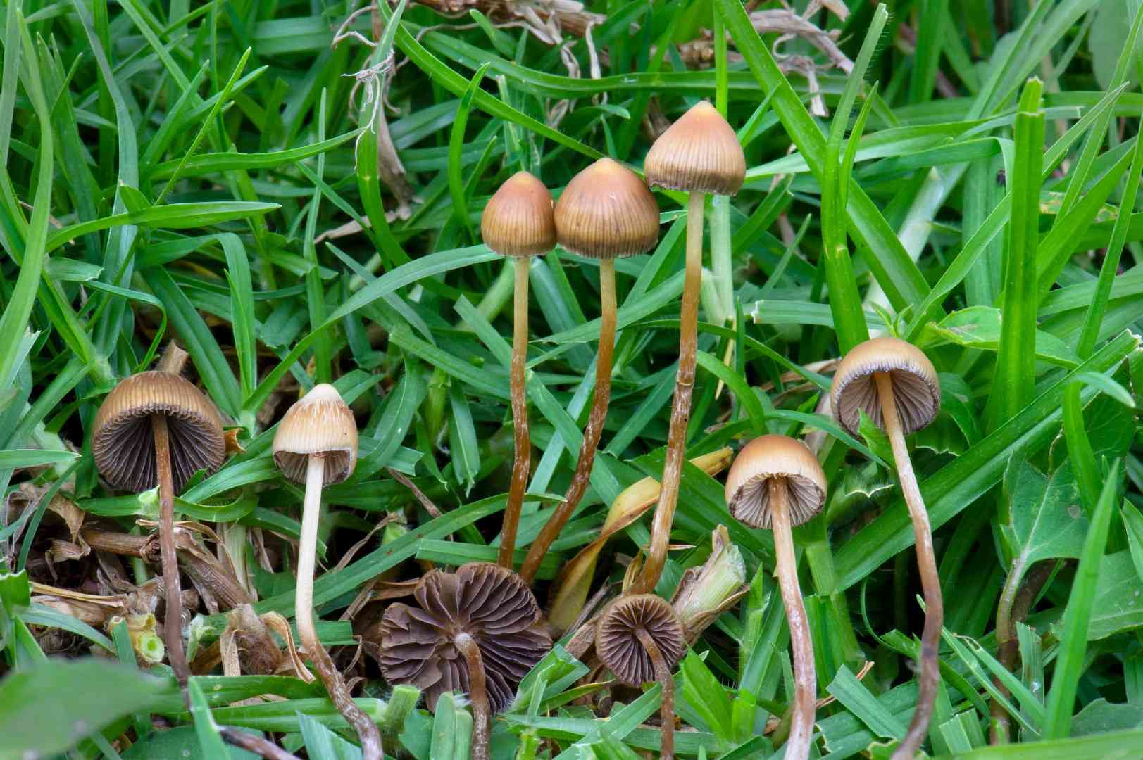 Psilocybe yungensis (Psilocybe yungensis) thumbnail 1