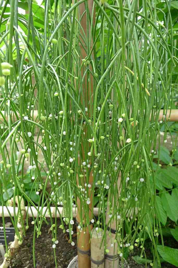 Mistletoe cactus