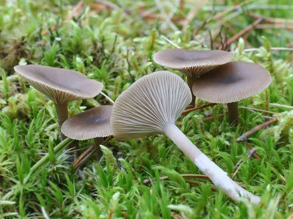 Mealy funnel (Clitocybe vibecina) thumbnail 1