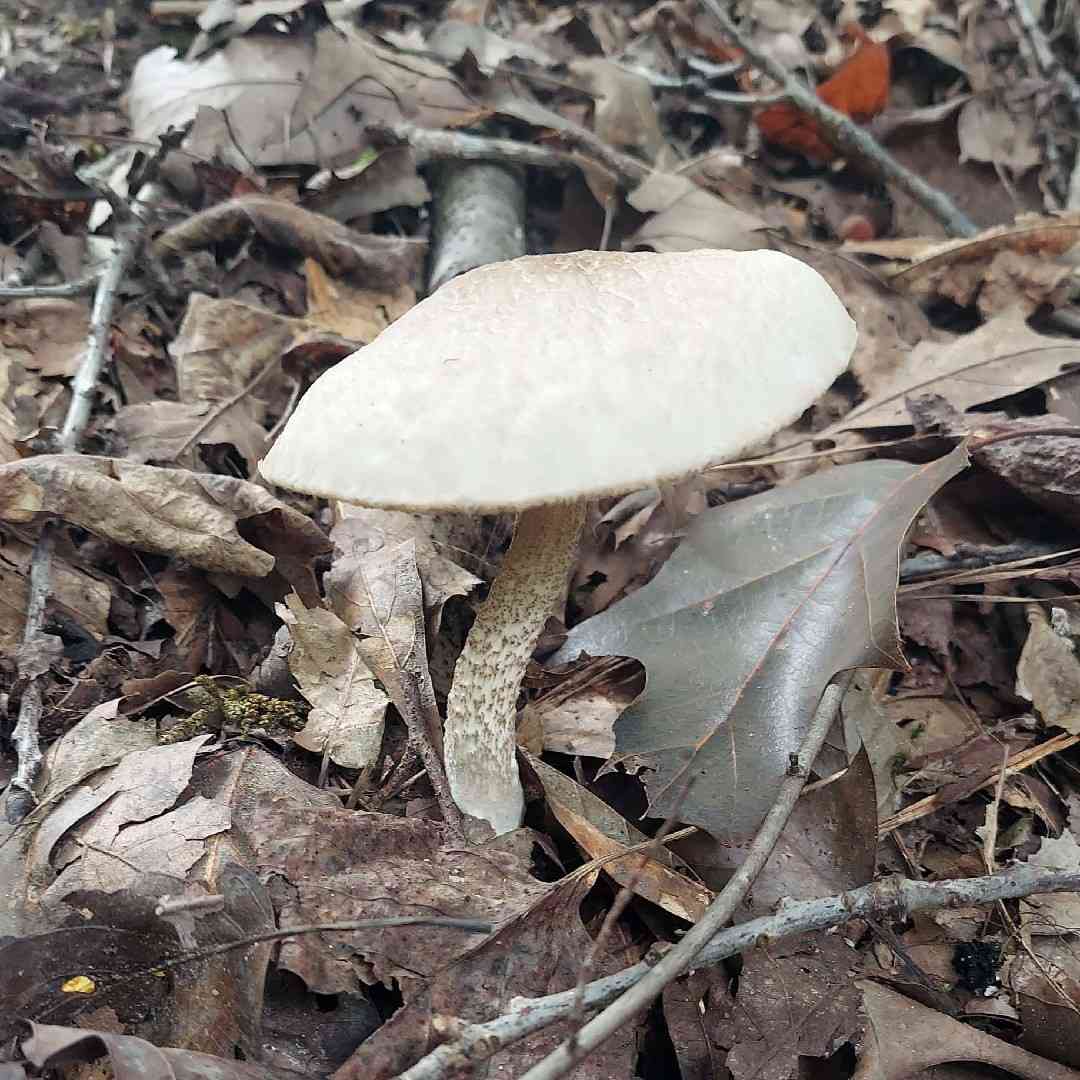 Leccinellum albellum