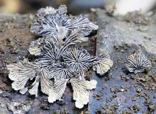 Split gill (Schizophyllum commune) thumbnail 2