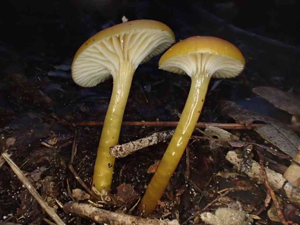 Heath waxcap (Gliophorus laetus) thumbnail 2