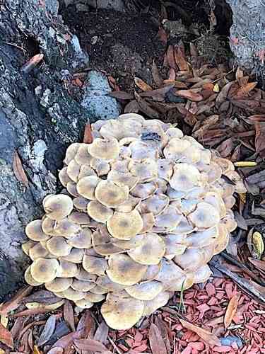 Honey fungus (Armillaria mellea) thumbnail 2