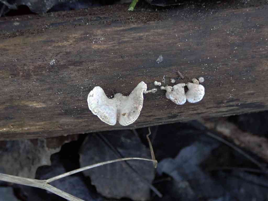 Poplar bells (Schizophyllum amplum) thumbnail 3