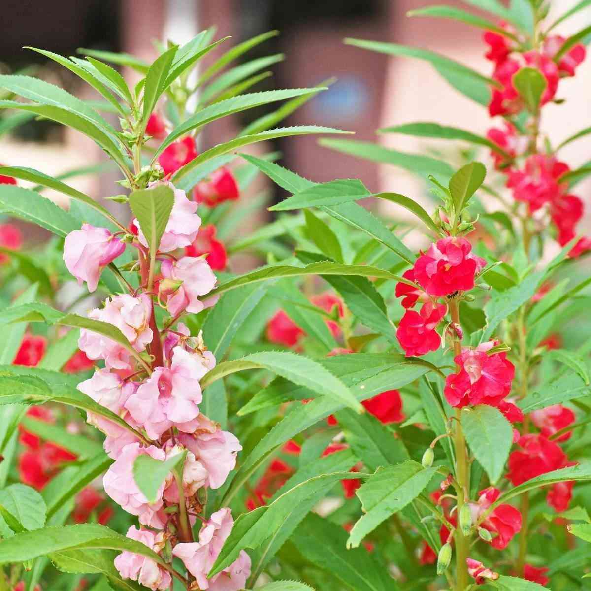 Garden balsam