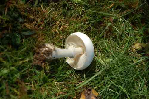 White dapperling (Leucoagaricus leucothites) thumbnail 2