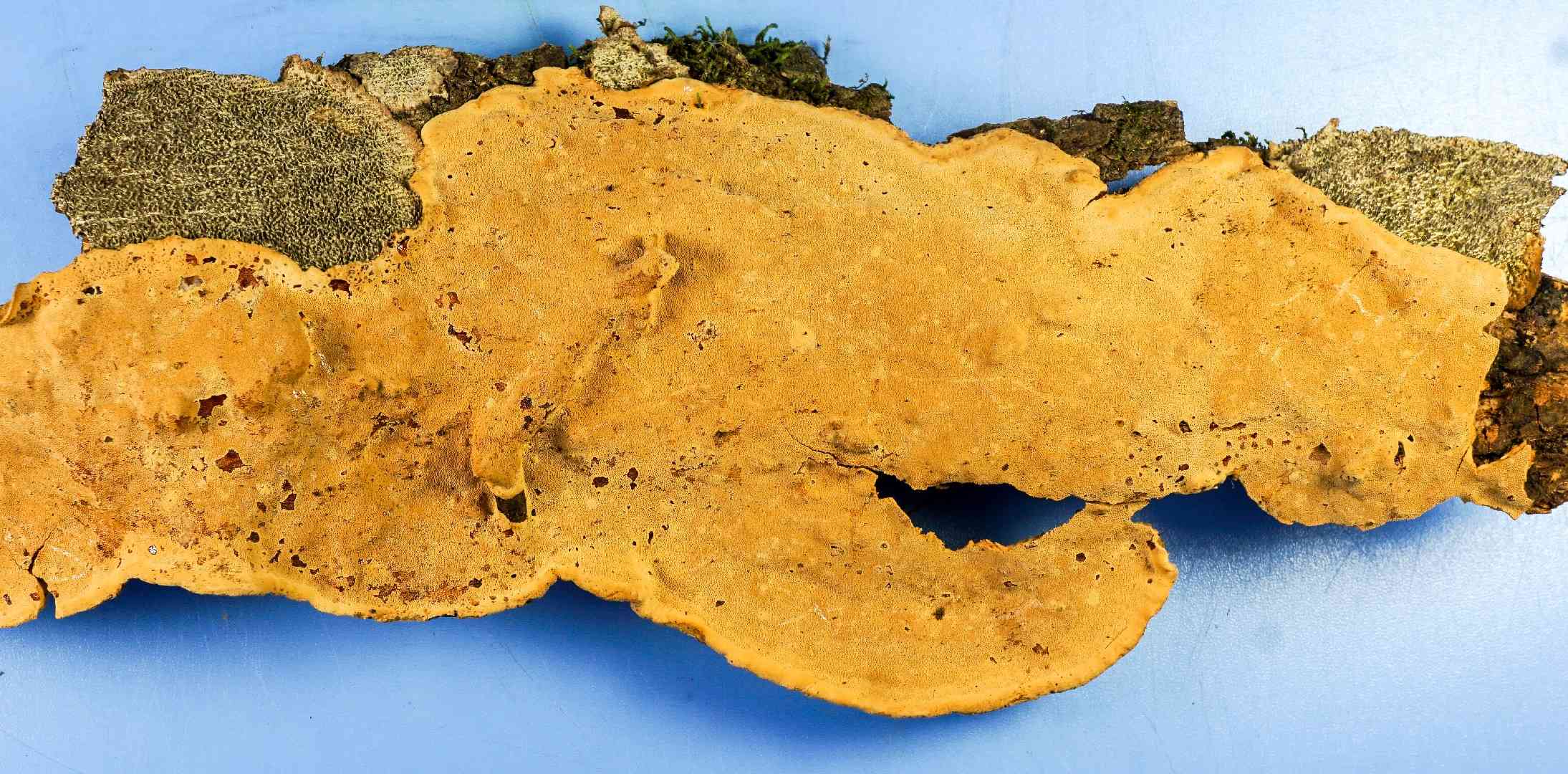 Coriolopsis byrsina (Coriolopsis byrsina) thumbnail 2
