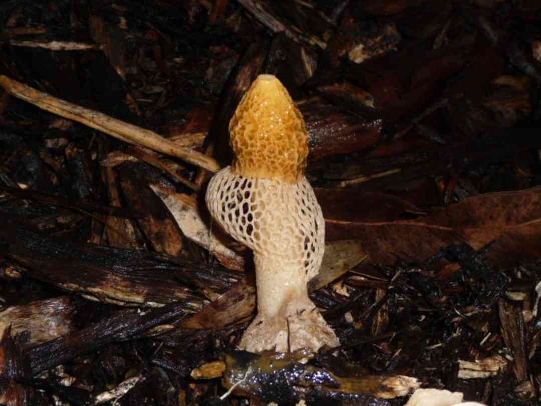 Yellow bridal veil stinkhorn (Phallus multicolor) thumbnail 2
