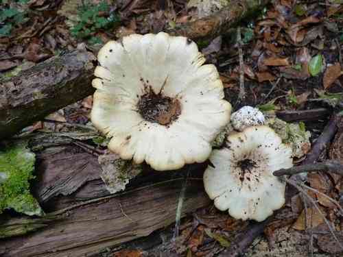 White-rot fungus (Lentinus sajor-caju) thumbnail 3