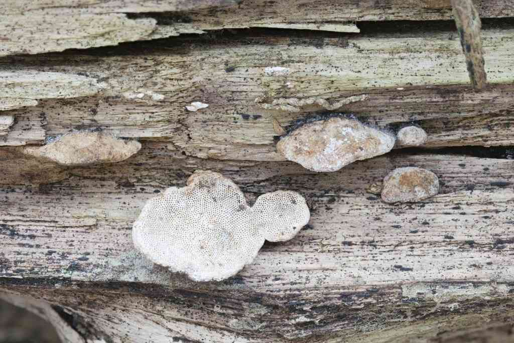 Perenniporia ohiensis (Perenniporia ohiensis) thumbnail 1