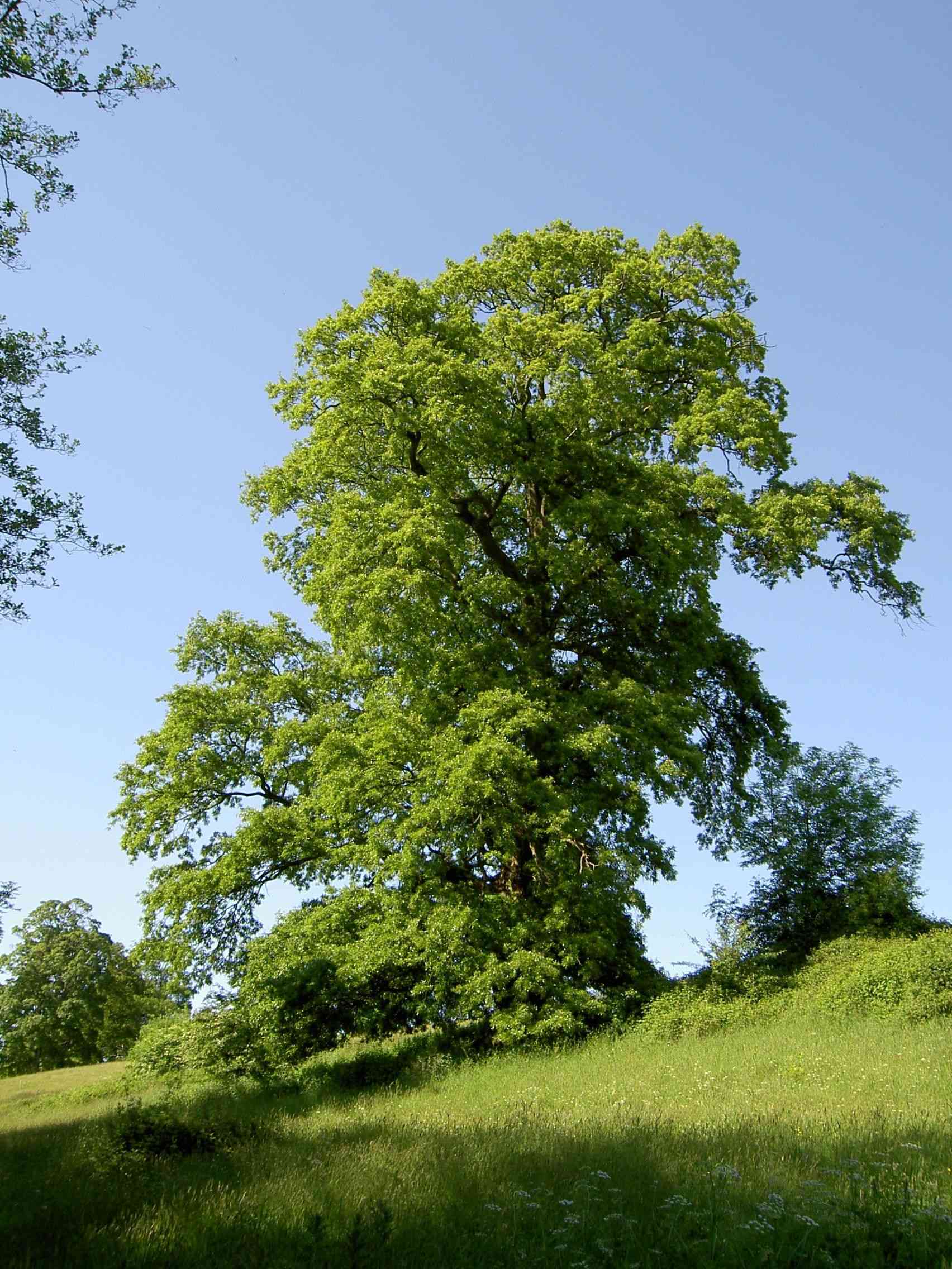 Turkey oak