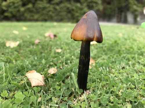 Witch's hat (Hygrocybe conica) thumbnail 3