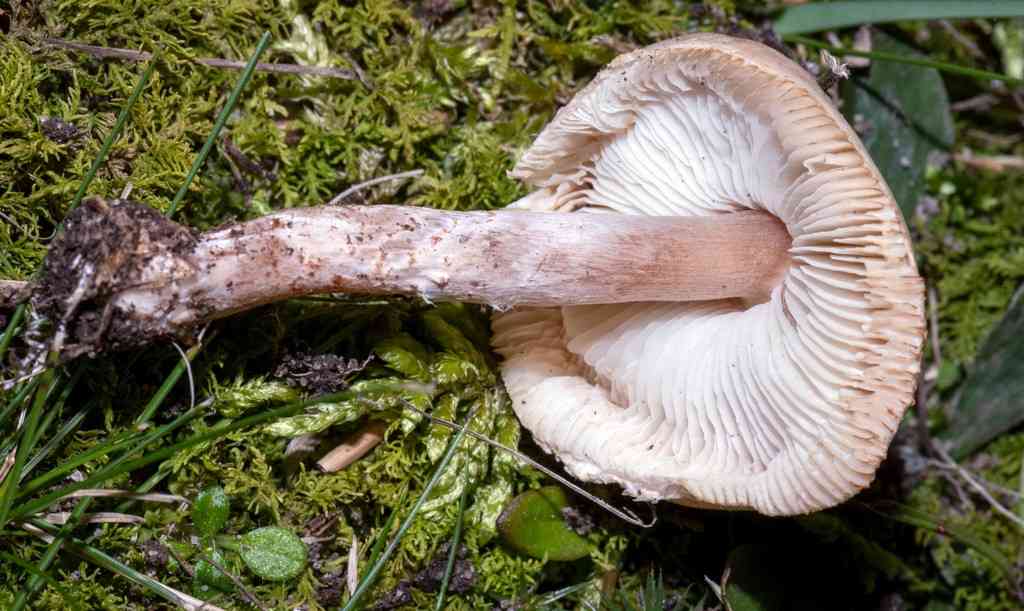 Deadly dapperling (Lepiota brunneoincarnata) thumbnail 2