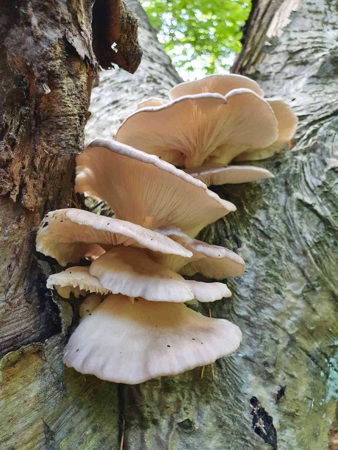 Oyster mushroom (Pleurotus ostreatus) thumbnail 1