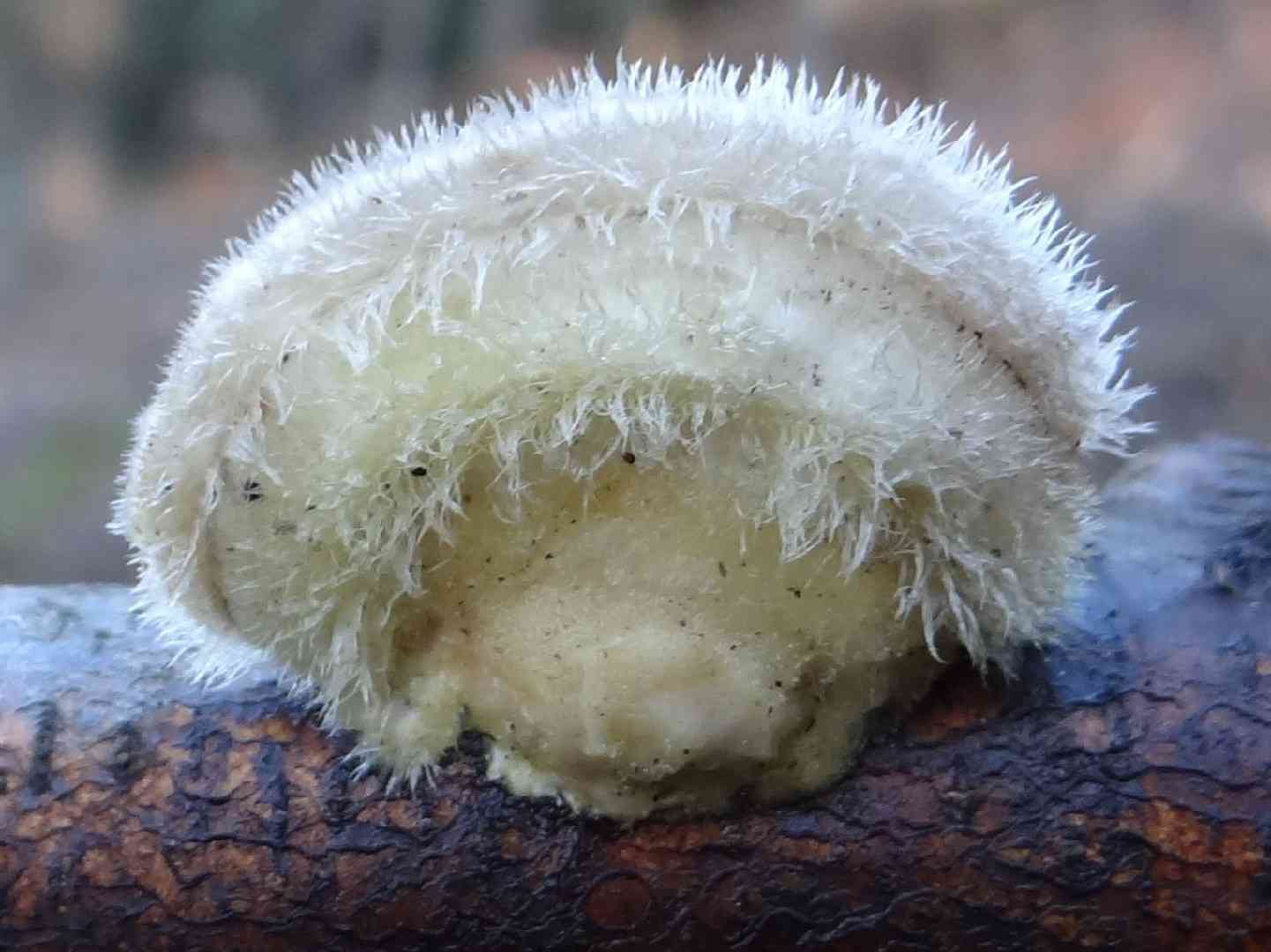Hairy bracket (Trametes hirsuta) thumbnail 2