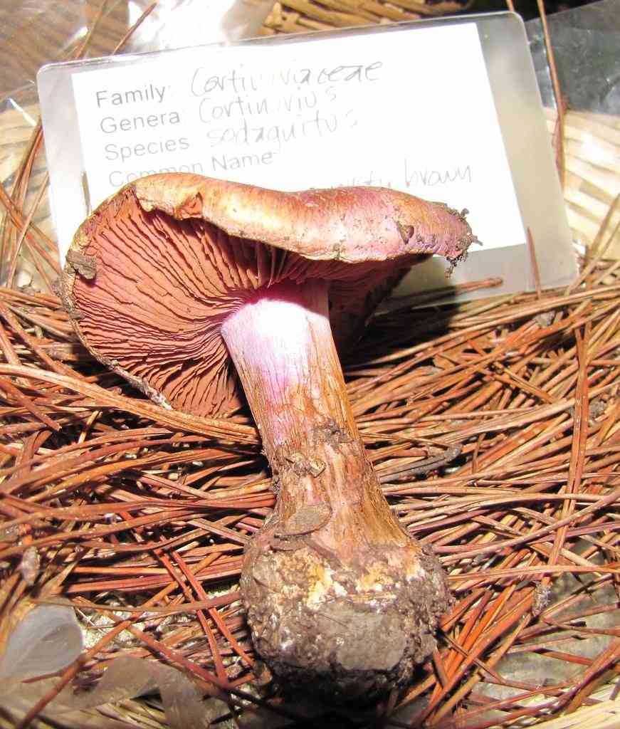 Bitter bigfoot webcap (Cortinarius sodagnitus) thumbnail 2