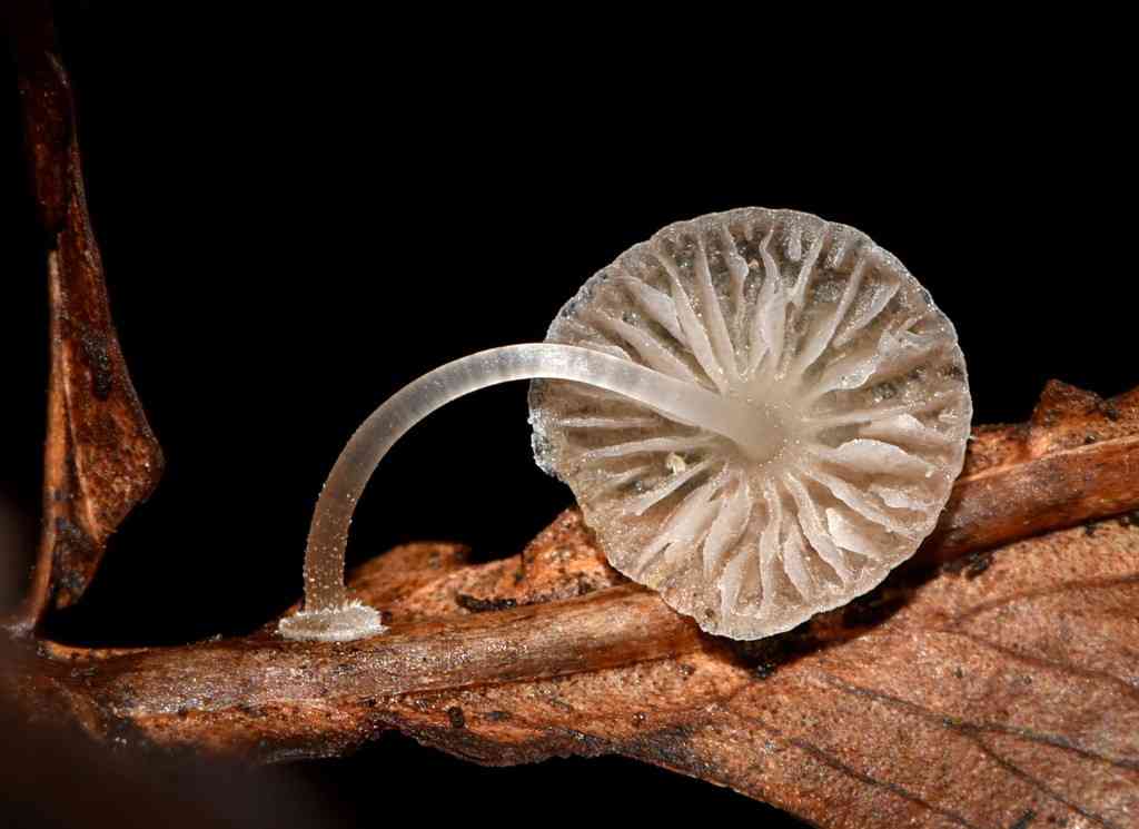 Bulbous bonnet (Mycena stylobates) thumbnail 1