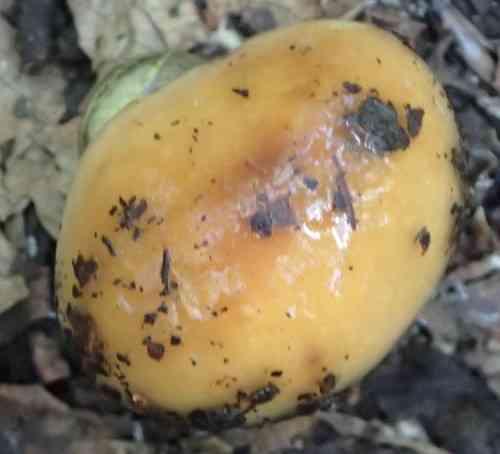 Girded webcap (Cortinarius trivialis) thumbnail 3