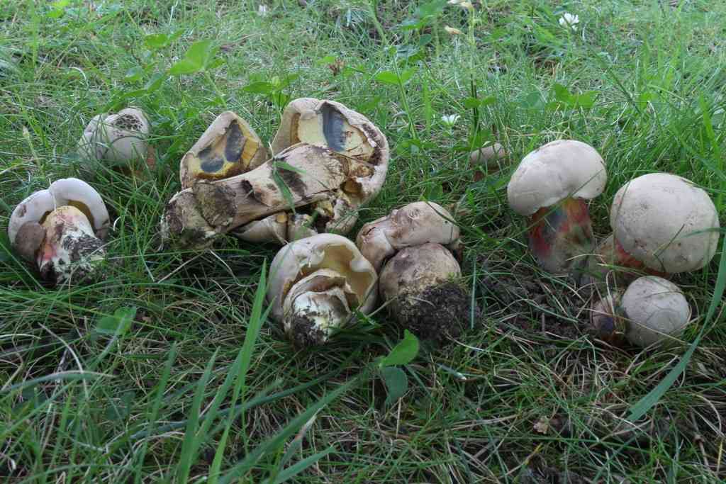 Caloboletus inedulis (Caloboletus inedulis) thumbnail 2