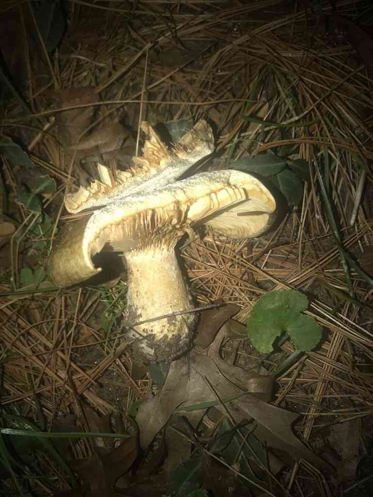 Lactarius chelidonium (Lactarius chelidonium) thumbnail 2