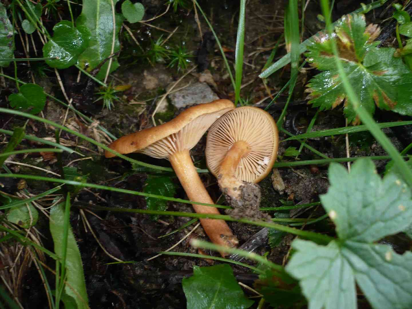 Alder milkcap (Lactarius obscuratus) thumbnail 1