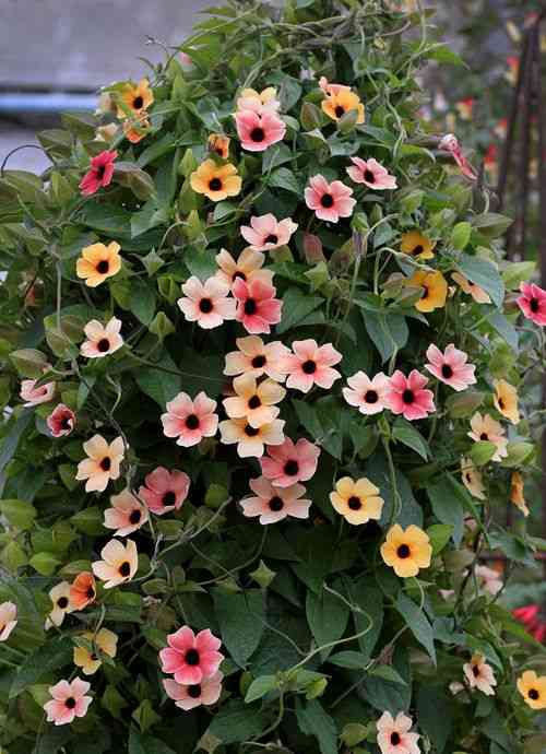 Black-eyed susan vine